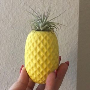 Cute pineapple airplant - perfect for any decor